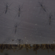 Illustration for article titled Two U.S. Women Suffer Miscarriages After Contracting Zika Virus